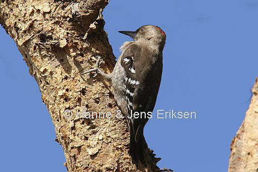 Arabian woodpecker Arabian Woodpecker