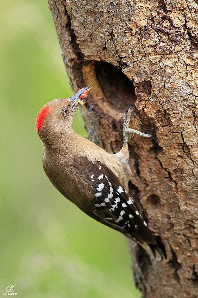 Arabian woodpecker Arabian Woodpecker by Bandar Aljaber Photo 100628827 500px
