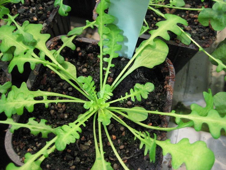 Arabidopsis lyrata Tiina Mattila Plant genetics Confluence