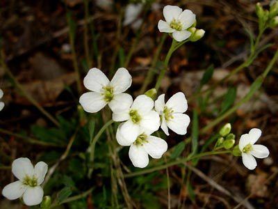 Arabidopsis lyrata Alaska Wildflowersus Arabidopsis lyrata ssp lyrata L O39Kane