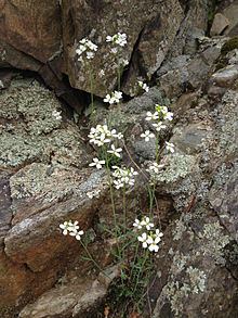 Arabidopsis lyrata httpsuploadwikimediaorgwikipediacommonsthu