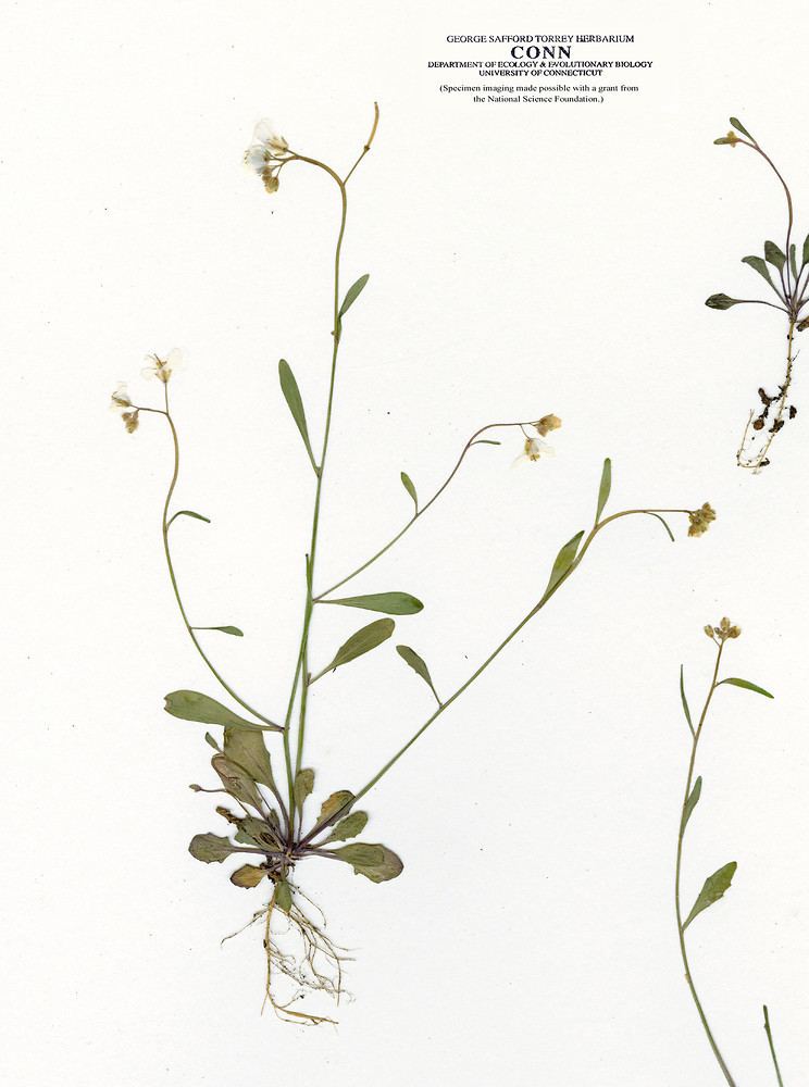Arabidopsis lyrata Arabidopsis lyrata lyreleaved thalecress Go Botany