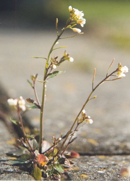 Arabidopsis thaliana httpsuploadwikimediaorgwikipediacommons66