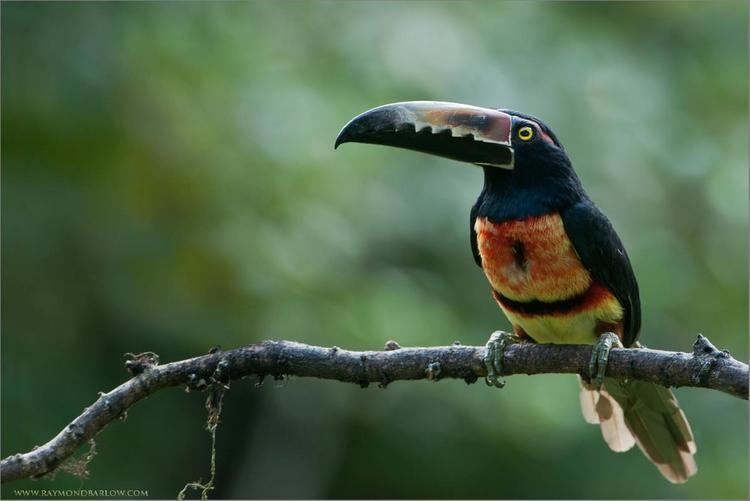 Aracari Aracari Lee39s Birdwatching Adventures Plus