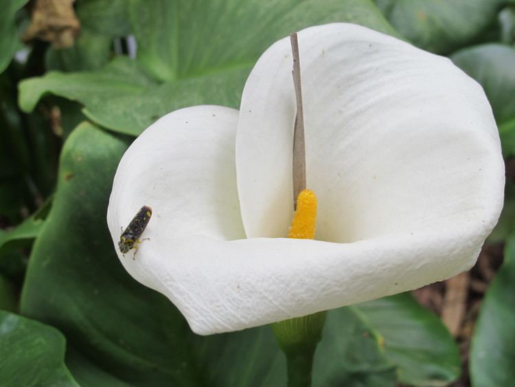 Araceae Classification The Orders and Families of Monocots