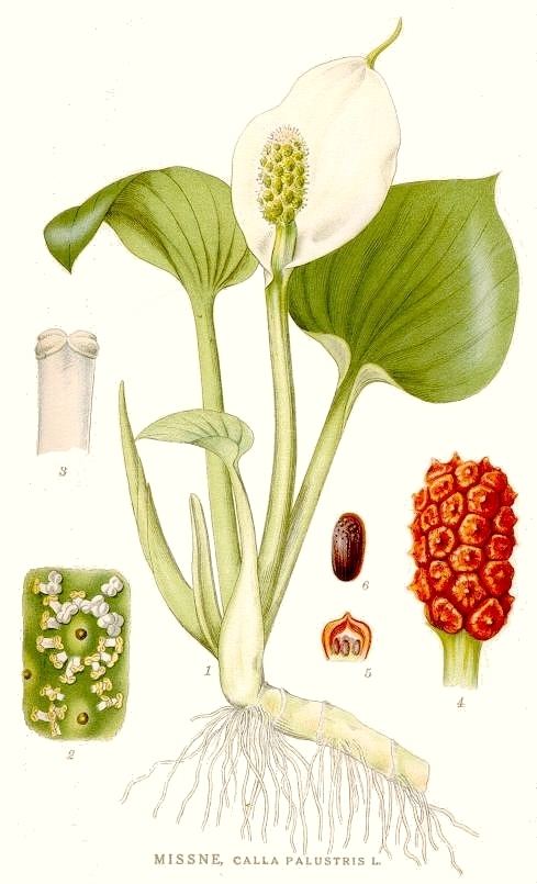 Araceae calibanmpizkoelnmpgdestueberlindman420jpg