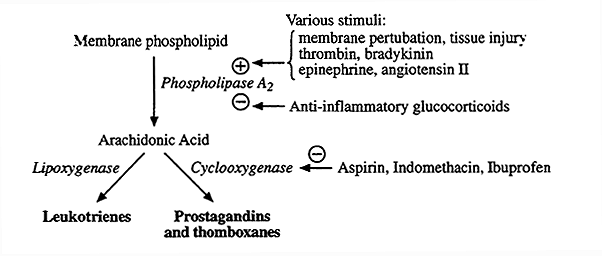 Arachidonic acid Arachidonic Acid Metabolism
