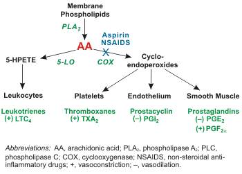 Arachidonic acid CV Physiology Arachidonic Acid Metabolites Prostaglandins and