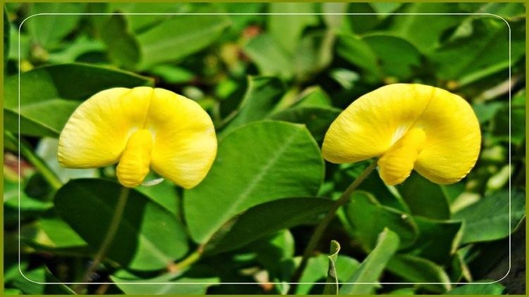 Arachis repens Arachis repens GRAMA AMENDOIM FORRAGEIRO PAISAGISMO E JARDINAGEM