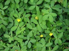 Arachis repens httpssmediacacheak0pinimgcom564x4ff544