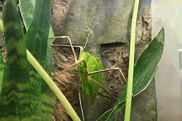Arachnacris corporalis httpsuploadwikimediaorgwikipediacommonsthu