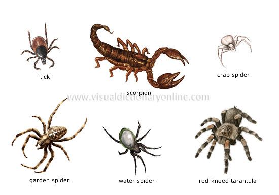 Arachnid ANIMAL KINGDOM INSECTS AND ARACHNIDS EXAMPLES OF ARACHNIDS
