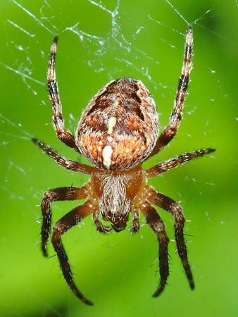 Arachnid arachnid arthropod Britannicacom