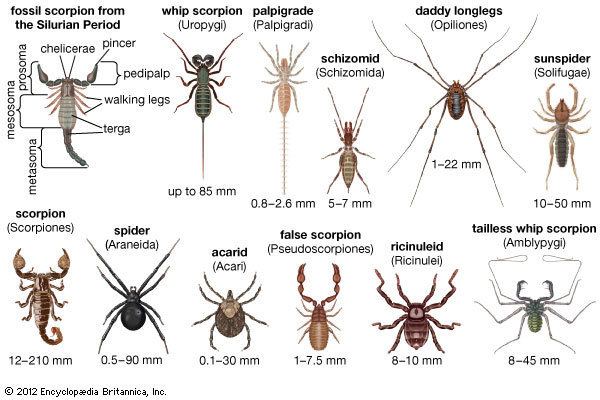 Arachnid arachnid arthropod Britannicacom