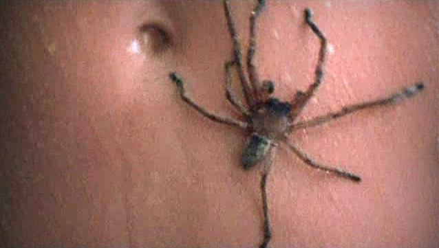 Arachnophobia (film) movie scenes  my own arachnophobic tendencies I ve always been a spider nut and I totally saw this on the big screen back in 1990 I sat through most of the movie 