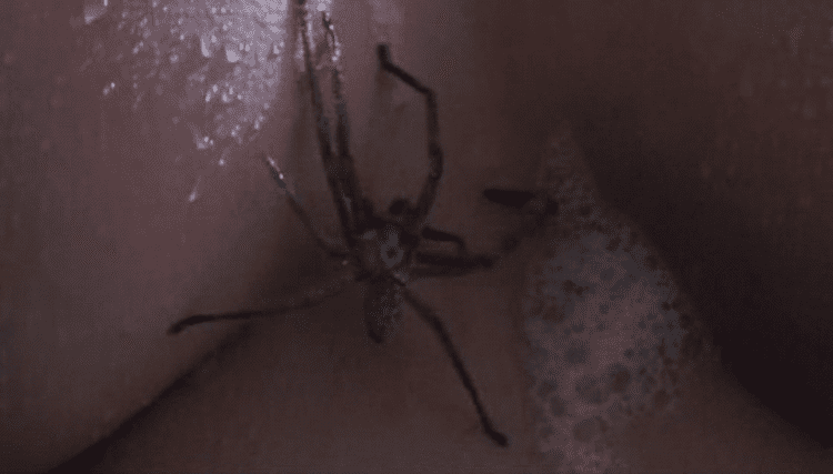 Arachnophobia (film) movie scenes 