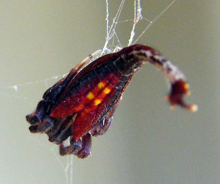 Arachnura Arachnura higginsi Koch 1872 Scorpiontailed Spider