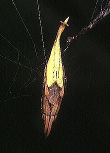 Arachnura melanura httpsuploadwikimediaorgwikipediacommonsthu