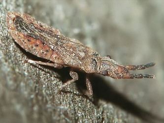 Aradidae Aradidae