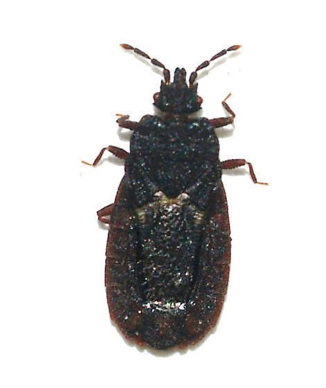 Aradidae Aradidae Neuroctenus BugGuideNet