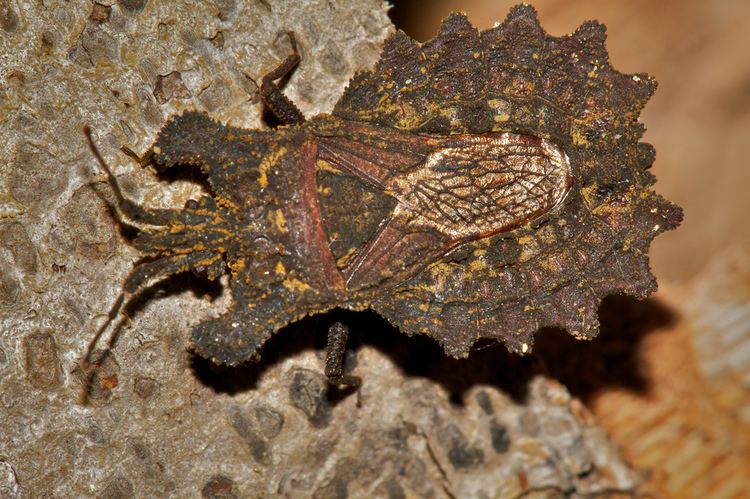 Aradidae bark bug Aradidae Found during a night hike in kanuku mo Flickr