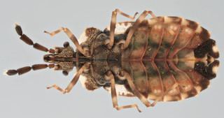 Aradus depressus Aradidae Flat bugs Discover Life