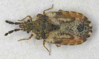 Aradus depressus Aradidae Flat bugs Discover Life