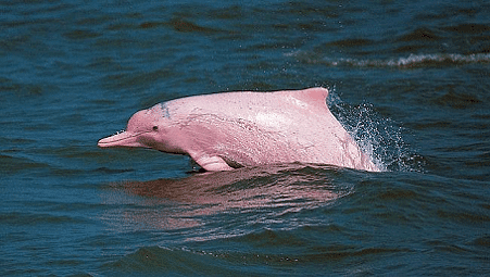 Araguaian river dolphin Araguaian River Dolphin l In danger Our Breathing Planet