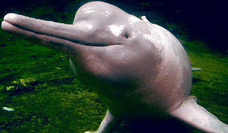 Araguaian river dolphin Araguaian River Dolphin l In danger Our Breathing Planet