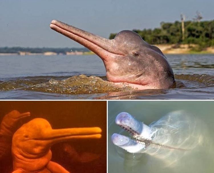 Araguaian river dolphin Species New to Science Cetology 2014 Inia araguaiaensis
