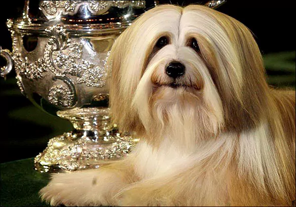 Araki Fabulous Willy Just fabulous Willy takes top Crufts prize Telegraph