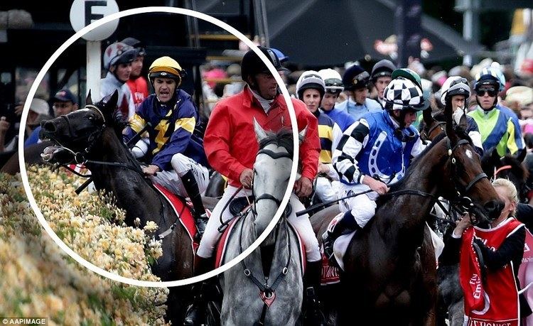Araldo (horse) The couple who spooked Araldo at Melbourne Cup Daily Mail Online