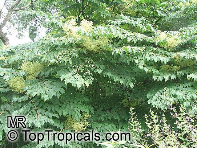 Aralia chinensis Aralia chinensis Chinese Angelica Tree TopTropicalscom