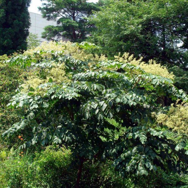 Aralia chinensis ARALIA CHINENSIS Chinese Angelica tree