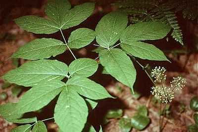 Aralia nudicaulis Online Virtual Flora of Wisconsin Aralia nudicaulis