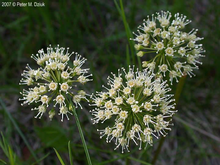 Aralia nudicaulis Aralia nudicaulis Wild Sarsaparilla Minnesota Wildflowers