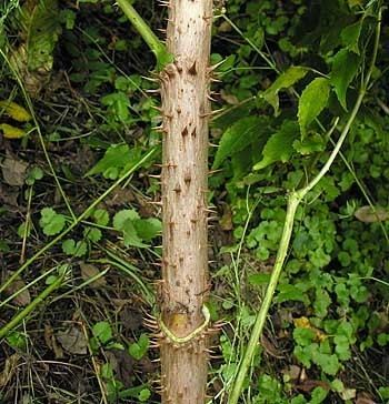 Aralia spinosa wwwcarolinanaturecomtreesarsp3412jpg