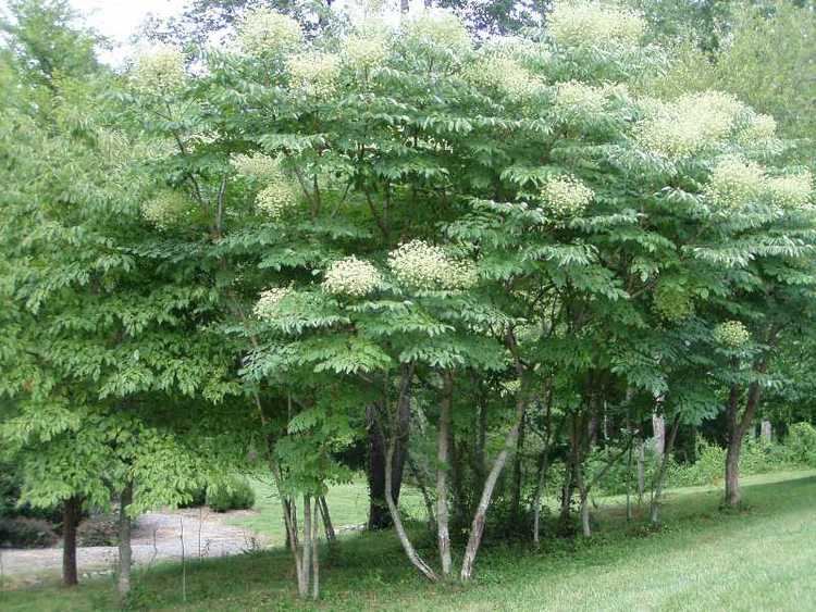 Aralia spinosa Aralia Spinosa