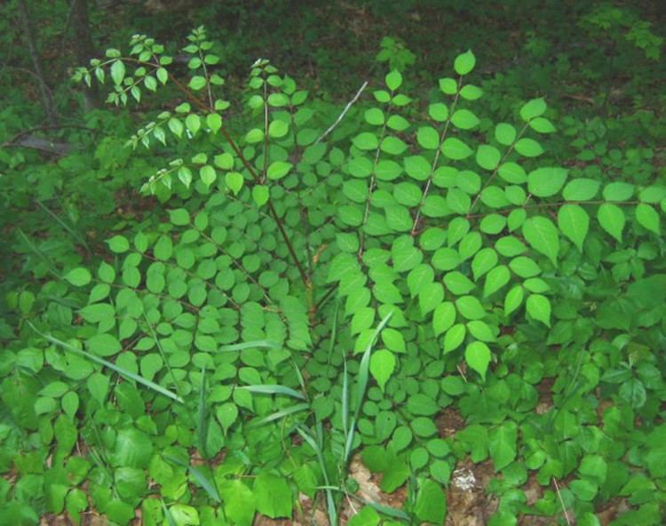 Aralia spinosa Aralia spinosa Hercules39club Go Botany