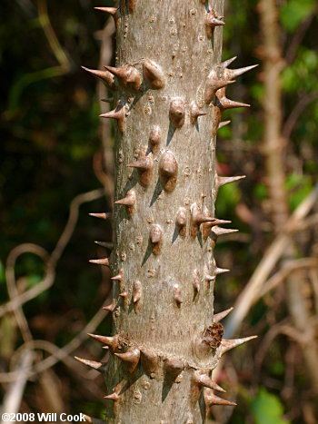 Aralia spinosa Devil39swalkingstick Aralia spinosa