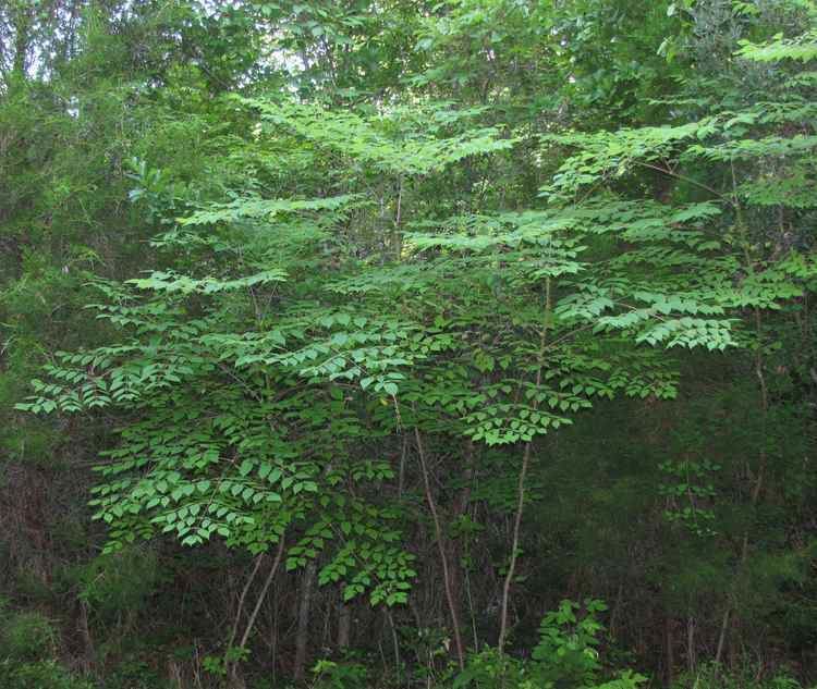 Aralia spinosa Plants North Carolina Native Plant Society