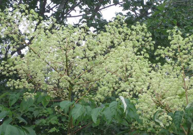 Aralia spinosa Plants North Carolina Native Plant Society