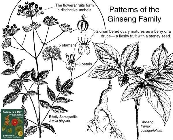 Araliaceae Araliaceae Ginseng Family Identify plants flowers shrubs and trees