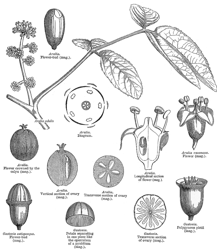 Araliaceae Angiosperm families Araliaceae Juss