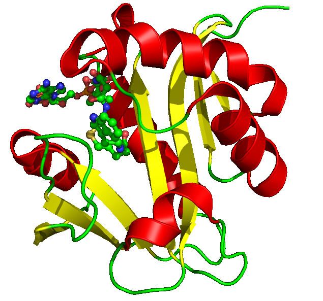Aralkylamine N-acetyltransferase