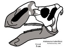 Aralosaurus Aralosaurus Wikipedia