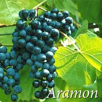 Aramon (grape) wwwwineguyconzmyimgsglossaryAramonImage01jpg