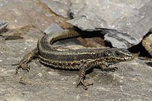 Aran rock lizard httpsuploadwikimediaorgwikipediacommonsthu