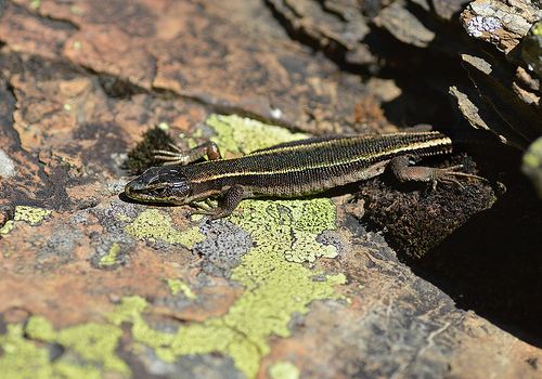 Aran rock lizard Aran Rock Lizard Iberolacerta aranica iNaturalistorg