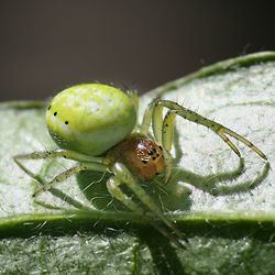 Araneomorphae Araneomorphae Wikipedia